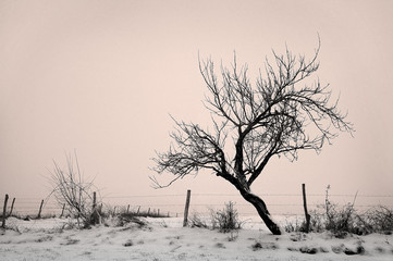 Fototapeta na wymiar Paysage hivernal.