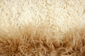 Lamb wool macro texture closeup cream color