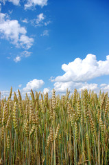 Naklejka premium Wheat