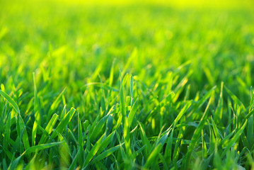 Fototapeta premium lawn