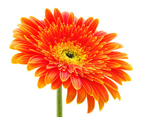 Orange gerbera