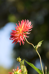 Dahlia. Schöne Blumen
