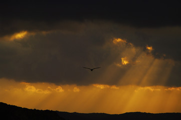 tramonto gabbiano