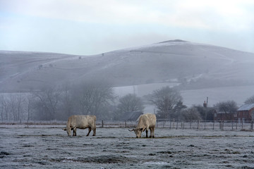 Frosty winter morning