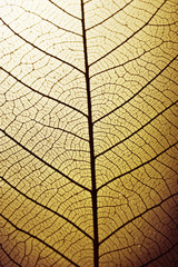 Obraz premium tranparent beauty