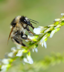 Abeja en flor
