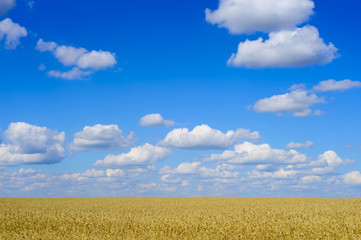 Golden wheat landscape