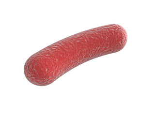 3d bacteria illustration