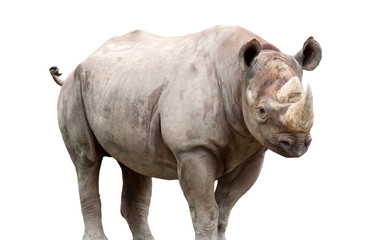 Fototapeta premium Nashorn freigestellt