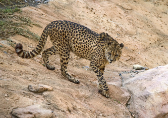 Cheetah Walking