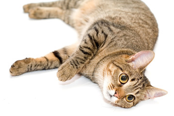 Adorable sliping cat close up