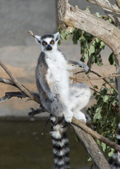Ring Tailed Lemur Sitting on a branch