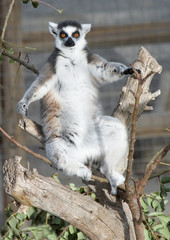 Ring Tailed Lemur Sitting on a branch sunbathing