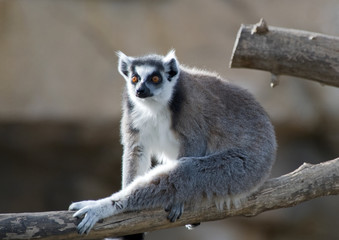 Ring Tailed Lemur