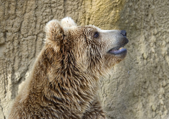 Obraz premium Brown Bear