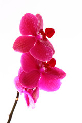 blumen,orchidee