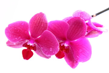 orchidee