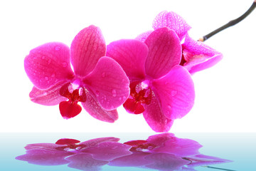 wellness,orchidee
