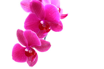 Naklejka na ściany i meble blumenhintergrund,orchidee