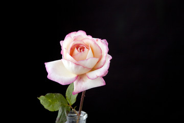Pink Rose Isolated On white