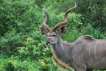 Kudu bull grazing