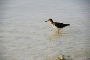 seabird at beach