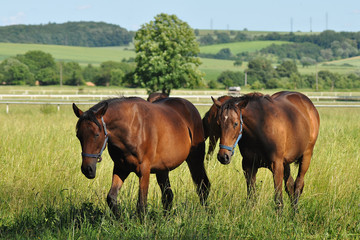 two horses at grass