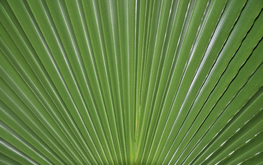 Fototapeta premium Hoja de palma