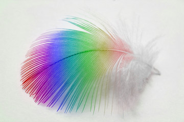 bunte feder