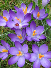 Obraz na płótnie Canvas nice purple flowers