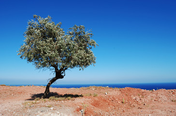 Fototapeta na wymiar lonely olive treen