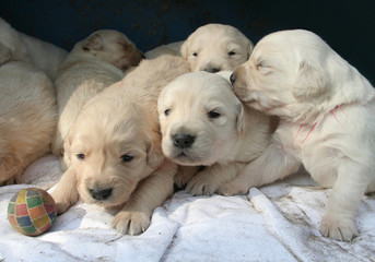 Wurf Golden Retriever Welpen