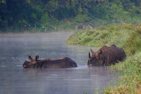 Mother and baby Indian Rhino