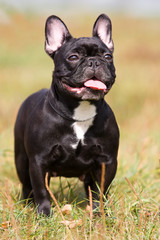 Black French Bulldog in outdoor settings
