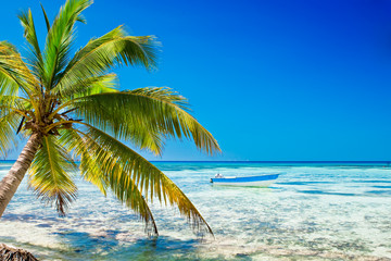 Palm on white sand beach near cyan ocean - obrazy, fototapety, plakaty