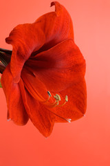 Red Amaryllis flower