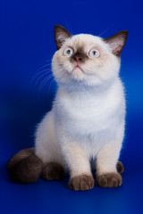 Cute kitten on blue background