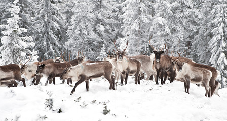 reindeer - 19859499