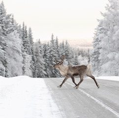 reindeer - 19859607
