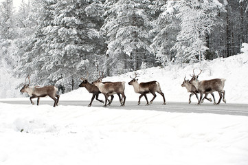 reindeer - 19859622