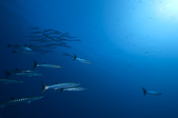 Obraz premium great barracudas and ocean