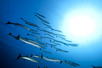 great barracudas and ocean