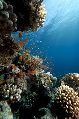 ocean, coral and fish