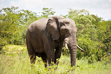 Fototapeta premium male elephant