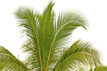 Fototapeta premium cime cocotier fond blanc