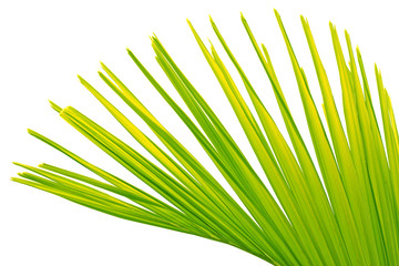 Obraz premium palme fond blanc