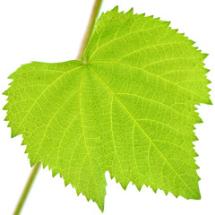 feuille vigne fond blanc