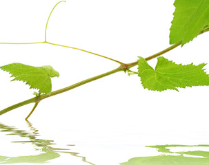 sarment vigne fond blanc