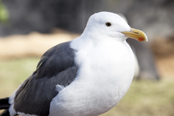 Seagull