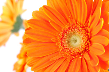 Fleurs de gerbera orange
